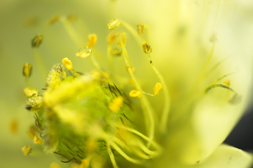 Photographing inside a microscopic flower 4 mm. Pistil and stamens with pollen