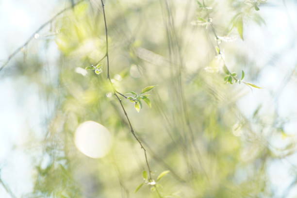 istock Cherry blossoms blooming in Tokyo 1474577569