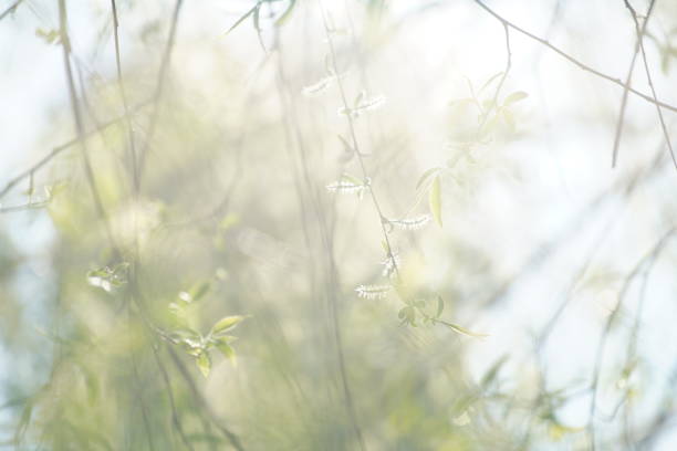 istock Cherry blossoms blooming in Tokyo 1474577622