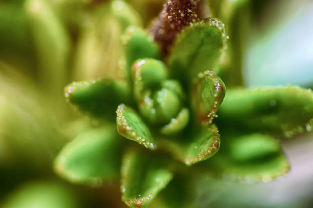 istock green plants of mountain litter 1474577812