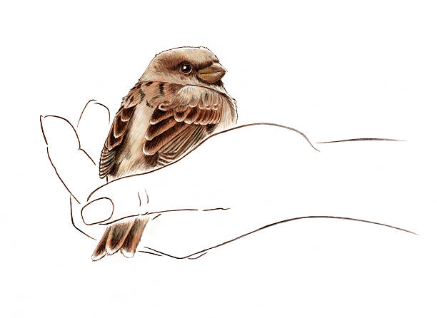 stockillustraties, clipart, cartoons en iconen met bird in the hand - house sparrow