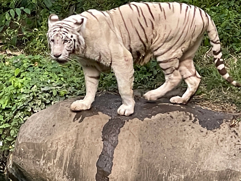 White tiger at the zoo