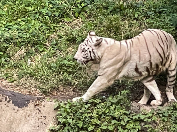 istock White Bengal tiger standing and looking straight. Bengal tiger (Panthera tigris tigris) 1474579055