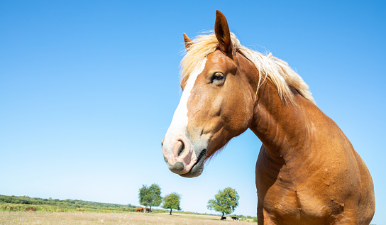 Bay horse portrait on green background. Trakehner horse with long mane running outdoor.