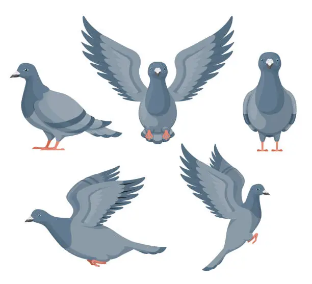 Vector illustration of Gray pigeon flying sitting standing different poses set vector flat illustration