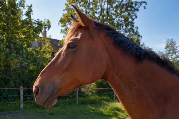 istock Portrait of a horse 1474581152