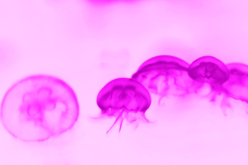Purple pink coloered image of Moon jellyfish drifting in the water retouched illustration.