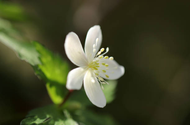 istock Tiny baby pink cherry plum flowerhead  (dark background with shiny stamen, pistil, petals close pu macro photography) 1474583522