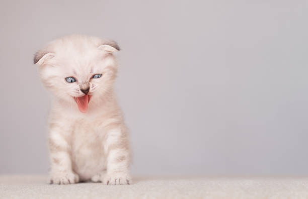 istock Newborn Scottish fold cat with funny face 1474583663