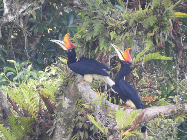 istock Rhinoceros Hornbill 1474584071