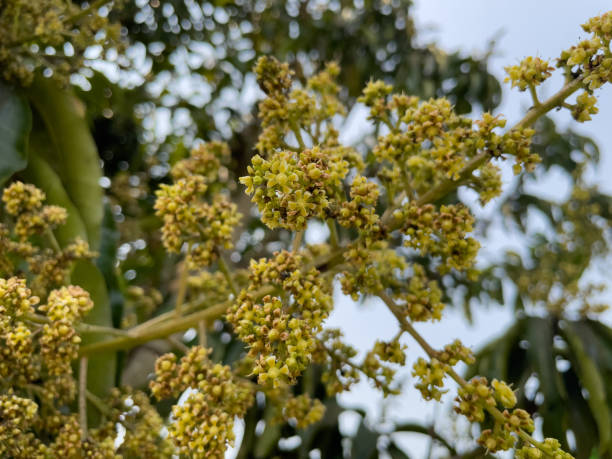 istock Inflorescence of mango on the branch. 1474584740