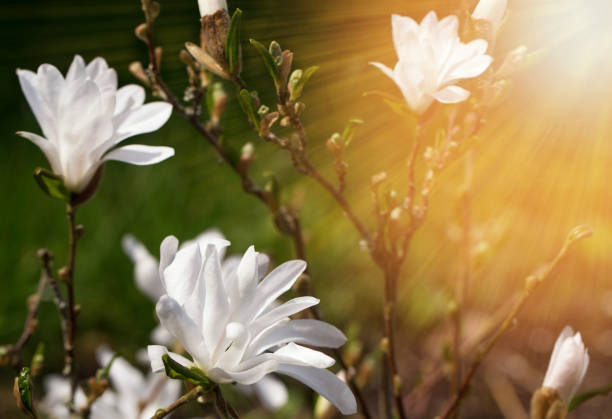 красивая цветущая белая магнолия крупным планом на утреннем солнце. - plant white magnolia tulip tree стоковые фото и изображения