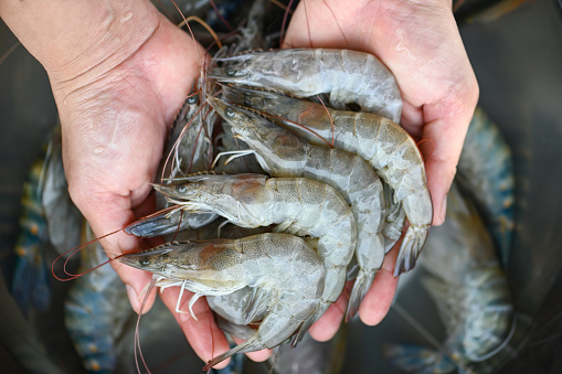 fresh shrimp prawns for cooking seafood food in the kitchen or buy shrimps on shop at the seafood market, white shrimp raw shrimps on hand washing shrimp on bowl