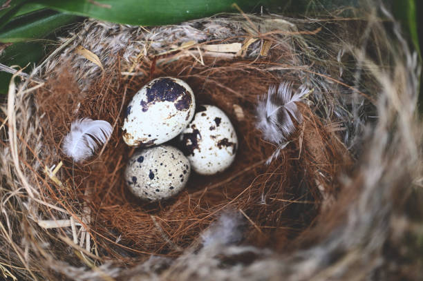 istock bird nest on tree branch with three eggs inside, bird eggs on birds nest and feather in summer forest 1474587463