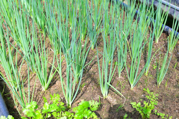Spring onion vegetable farm soil vegetable garden, organic spring onion vegetable gardening with fresh vegetable shallots planting , in the greenhouse garden eco friendly gardening nature Spring onion vegetable farm soil vegetable garden, organic spring onion vegetable gardening with fresh vegetable shallots planting , in the greenhouse garden eco friendly gardening nature green onions growing stock pictures, royalty-free photos & images