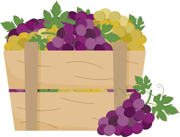 Vector illustration of box with grapes