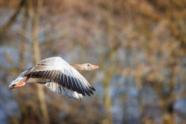 a close up of a flying greylag goose in spring