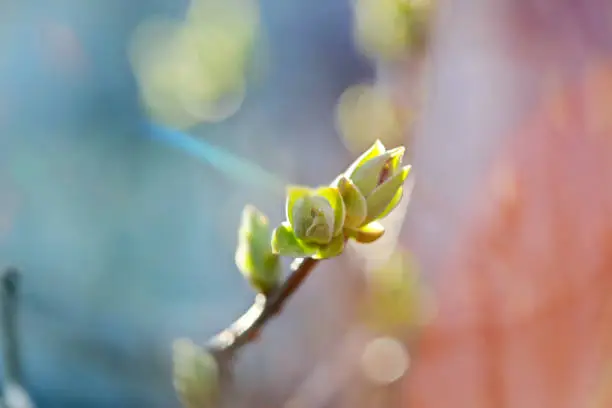 Photo of First leafes and kidneys  in spring inbright sunlight