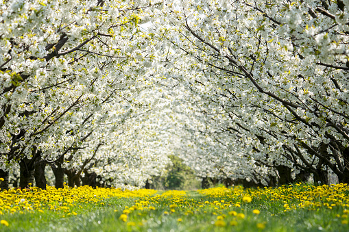 Sunny spring landscape. Apple trees in bloom. Path through blossoming apple trees.