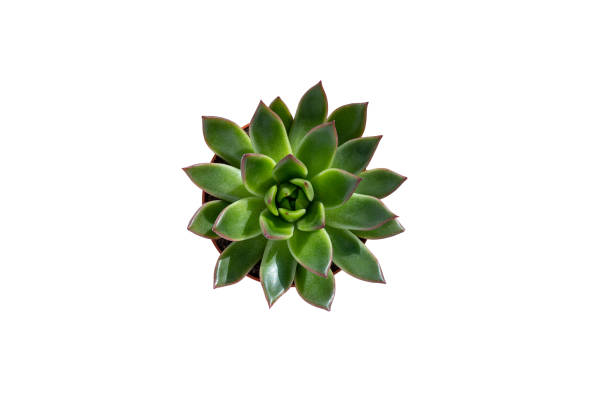 istock Succulent echeveria isolated on white background. 1474589623