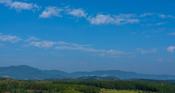 Green trees against the blue sky and white clouds float in the sky on a clear day