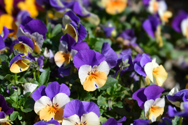istock Horned violet Penny Peach Jump Up 1474591451