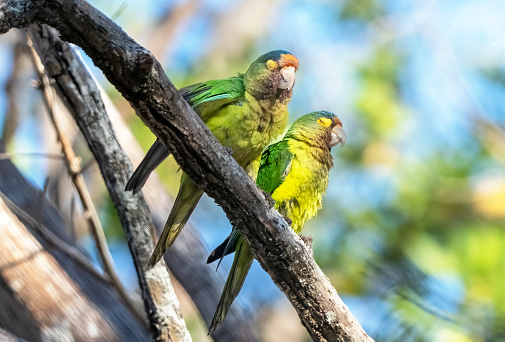 An orange fronted parakeets in Costa Rica, Central America.