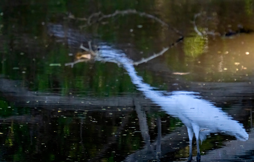 Reflection of a Great Egret hunting in a pond on a beach in Costa Rica.