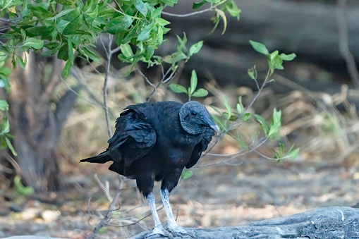 Black Vulture in a tree on a beach at Costa Rica.