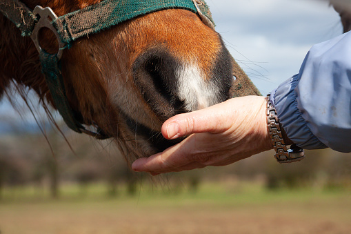 My life in your hand, horse rests its head in the hand of its owner in an act of love and trust .