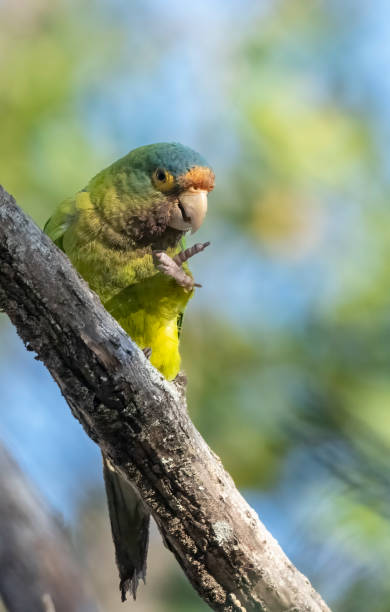 istock An orange fronted parakeet in Costa Rica 1474591897