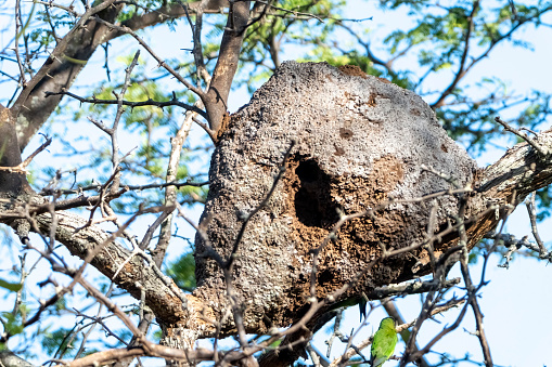 Mud birds nest in a tree, possibly of a Horner in Costa Rica, Central America.
