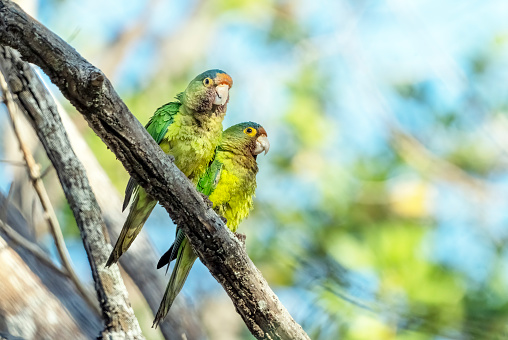 Parrot walking and dancing over white