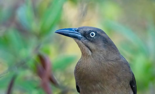 A female Great tailed grackle on a branch on a beach in Costa Rica.