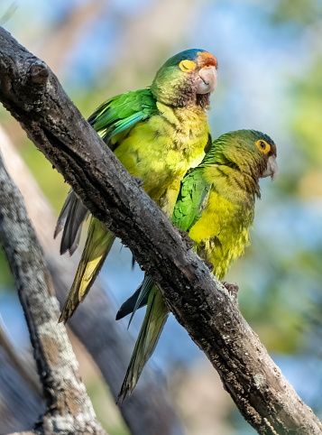 An orange fronted parakeets in Costa Rica, Central America.