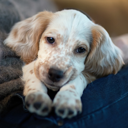 8 weeks old English Setter puppy serving as therapy dog on a senior woman's lap, Norway