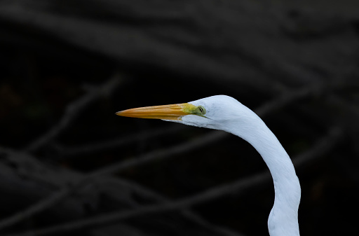 Great Egret Standing at a Tree Top