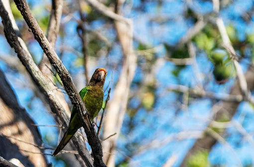 An orange fronted parakeet in Costa Rica, Central America.