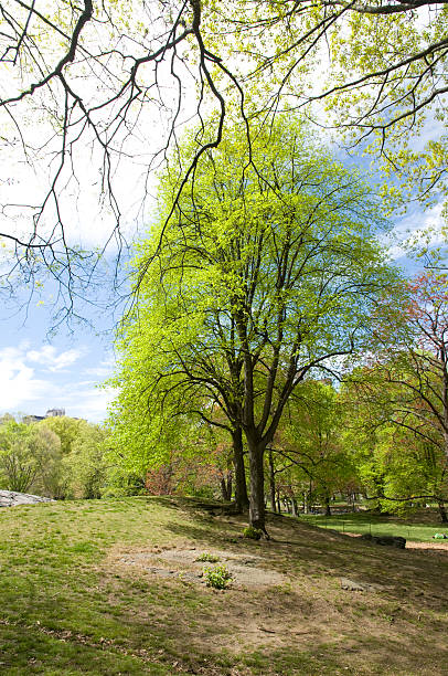 istock Tree in Central Park, New York City 147459318