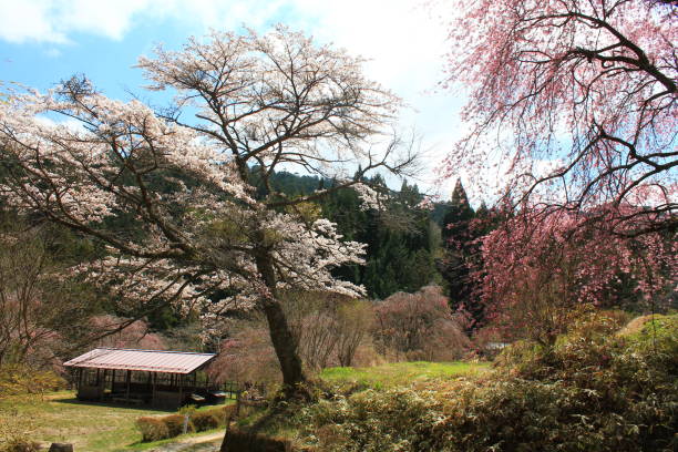 istock Blooming trees at the Nakasendo hiking trail 1474593182