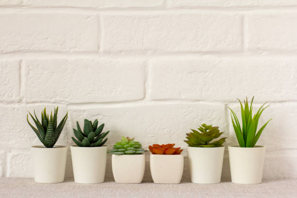 istock .Indoor artificial plants, various succulents in pots. Succulents in white mini-pots. Ideas for home decoration.Copy space . 1474597180