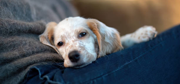 istock English Setter as therapy dog, Norway 1474597568