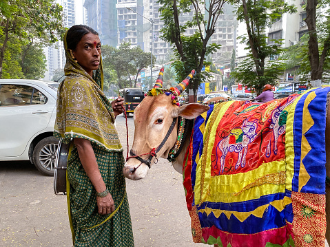 Mumbai, India - December 2022: An Indian woman standing with a cow dressed in colorful traditional attire.