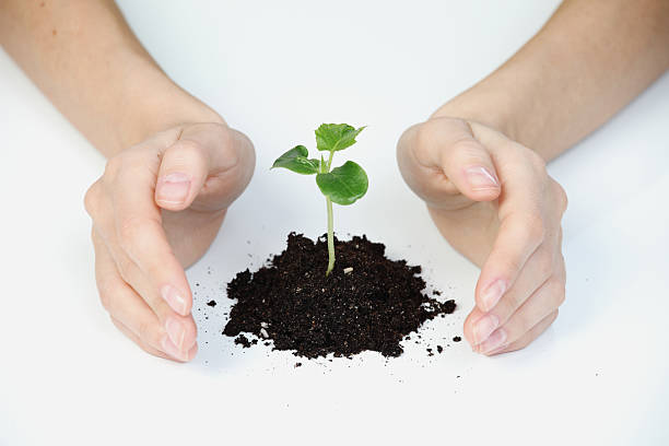 istock Hand and plant isolated on white background 147459937