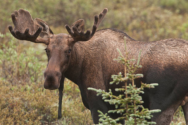 BullMoose Young Bull Moose (Alces alces) with antlers in the velvet that promotes growth through the summer to be shed prior to the Fall rutting season. alces alces gigas stock pictures, royalty-free photos & images