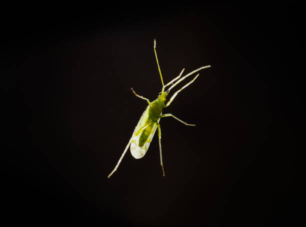 Macro bottom view of Macrolophus pygmaeus insect, a species of plant bug in the family Miridae
