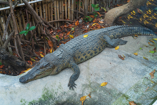 A crocodile is sleeping on a stone