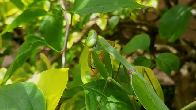 The praying mantis (Mantis religiosa) cleans itself in the leaves