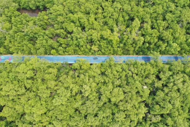 istock Mangroves forest aerial top view mud coast 1474600318