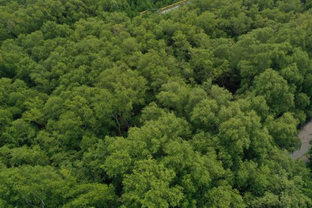 istock Mangroves forest aerial top view mud coast 1474600325